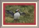 Puffin in the rain
