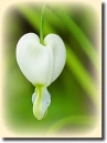 White dicentra