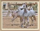 Arabian horses