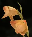Gladiola