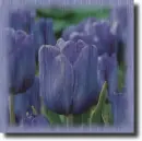 Purple tulips in the rain