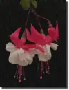 Fuchsia in the rain