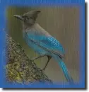 Bird in the rain