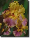 Iris in the rain