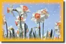 Narcissus