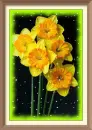Narcissus