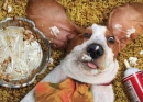 Basset Hound Thanksgiving