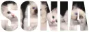 Sonia - cats