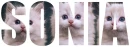 Sonia - cats