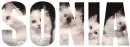 Sonia - cats