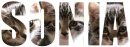 Sonia - cats