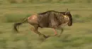 animation
