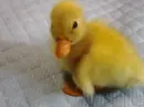 baby duck