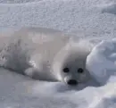 baby phoca