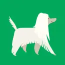 white dog