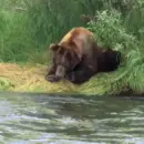 brown bear