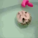 hedgehog