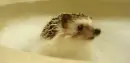 hedgehog