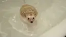 hedgehog