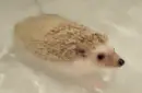 hedgehog