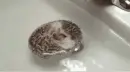 hedgehog