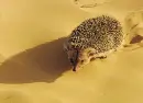 hedgehog