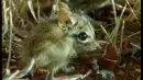 shrew