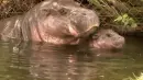 dwarf hippos