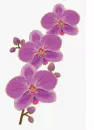 purple orchid
