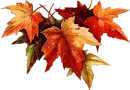 autumn leaves