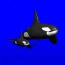orcas