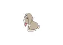 brown rabbit