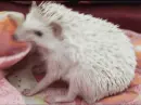 hedgehog