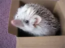hedgehog
