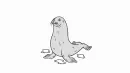 Grey phoca