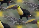 toucan