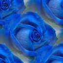 blue rosa
