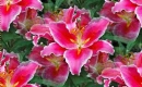 lily