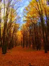 Nature/Trees