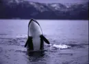 Nature/Animal