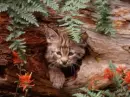 bobcat