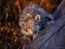 Leopard cub