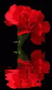 red dianthus