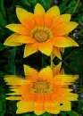 gazania