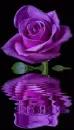 purple rosa