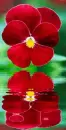 red pansy