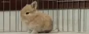 brown bunny