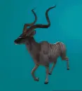 kudu