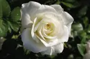 white rosa