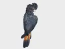 black cockatoo